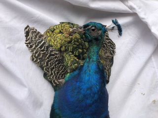 Taxidermy Peacock Head Countryside Gift Pavo Cristatus