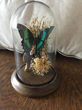 Vtg 7.  5” Dome Entomology Taxidermy Butterfly Green Peacock Papilio Palinurus