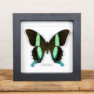 The Peacock Butterfly Frame (papilio Blumei) Butterfly Taxidermy