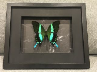 Framed Butterfly,  Peacock Swallowtail,  (papilio Blumei),  Insect Taxidermy