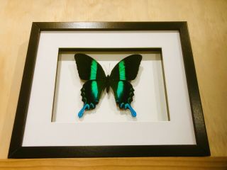 Framed Butterfly,  Peacock Swallowtail,  Insect Taxidermy