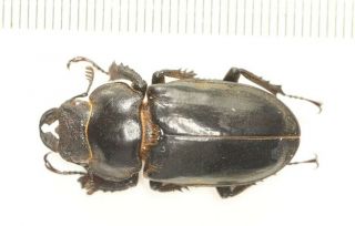 Lucanidae Lucanus Mearesii Or Lucanus Wemckeni F Tibet (1)
