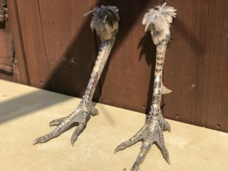 Taxidermy Peacock Legs Countryside Gift Pavo Cristatus
