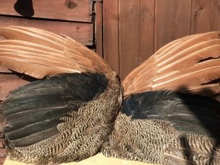 Taxidermy Peacock Wings Countryside Gift Pavo Cristatus