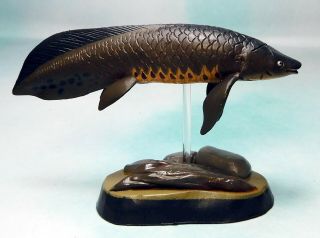 Colorata Real Figure Fossil Fish Queensland Lungfish Figure Nip