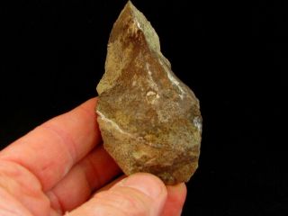Rare Specimen Of Devonian Armored Fish Wladysagitta